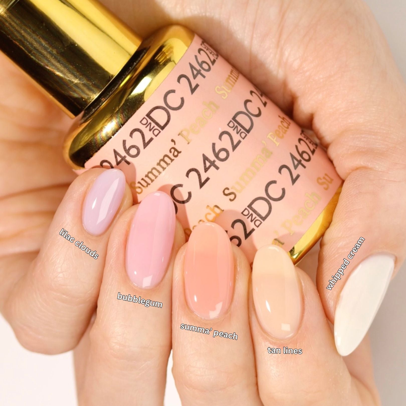 DC Sheer Collection - 36 Set